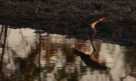 Spotted thick-knee - Tau Pan