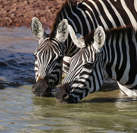 Serengeti - Grumeti Private Reserve