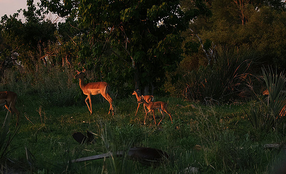 Delta of Okavango
