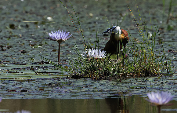 African jacana - Delta Of Okavango