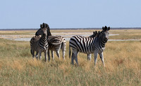 Nxai Pan