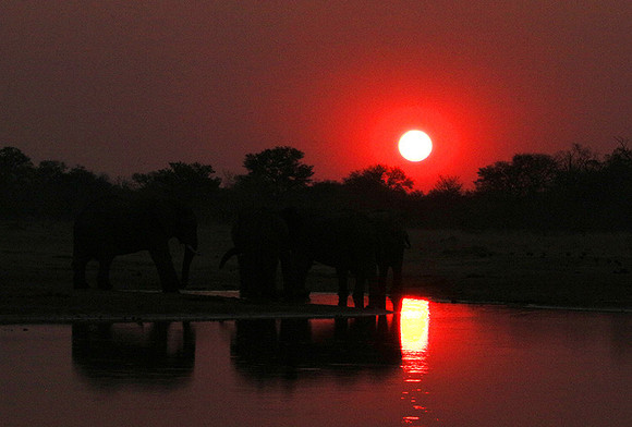 Sunset - Hwange National Park