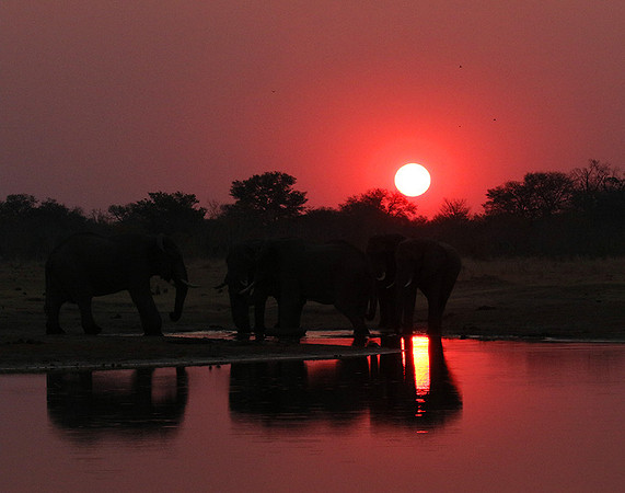 Sunset - Hwange National Park