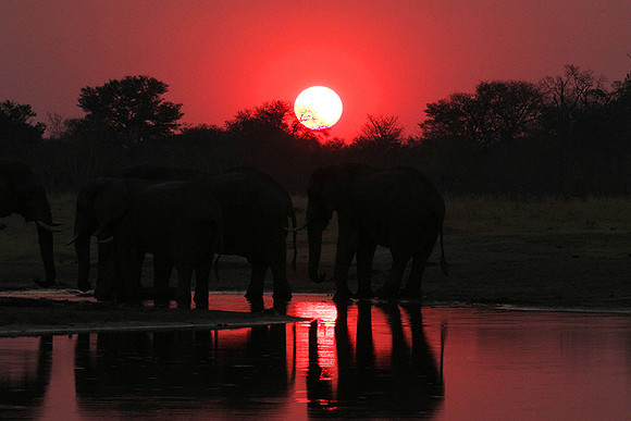 Sunset - Hwange National Park