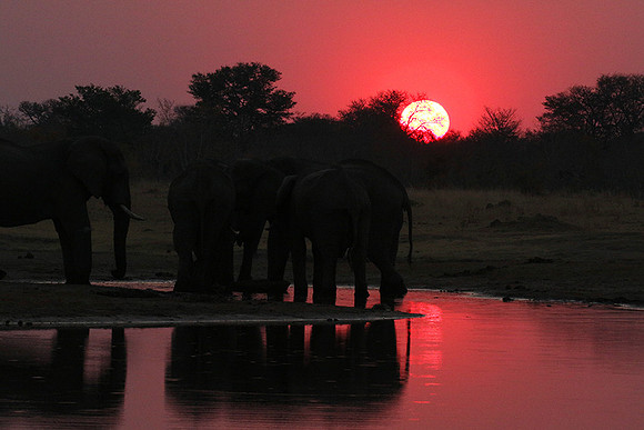 Sunset - Hwange National Park