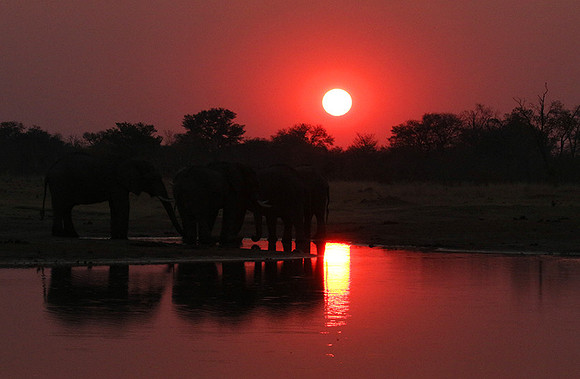 Sunset - Hwange National Park