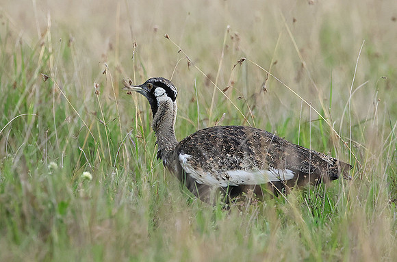 Black-bellied bustard - Borana