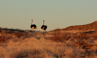 Damaraland