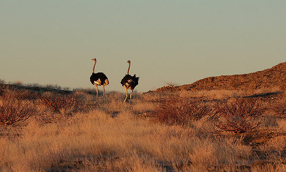 Damaraland