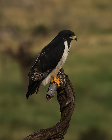 Augur buzzar - Borana
