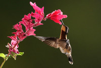 Purple-throated mountain gem
