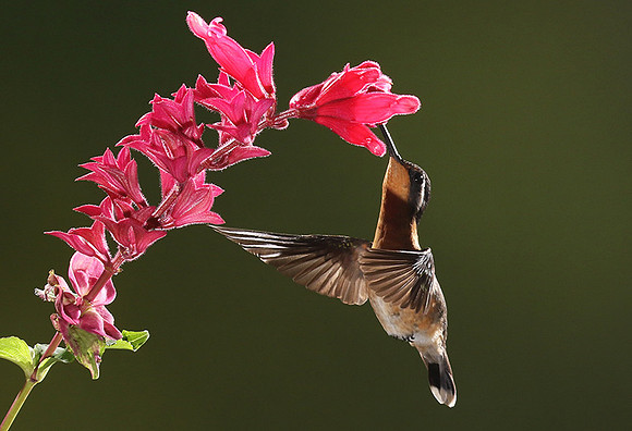 Purple-throated mountain gem