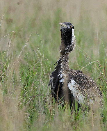 Black-bellied bustard - Borana