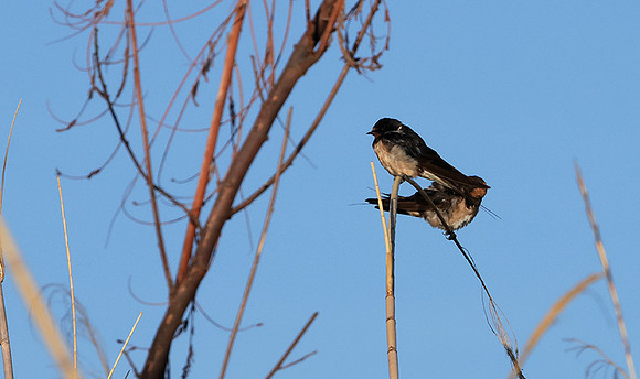 Barn swallow - Delta of Okavango
