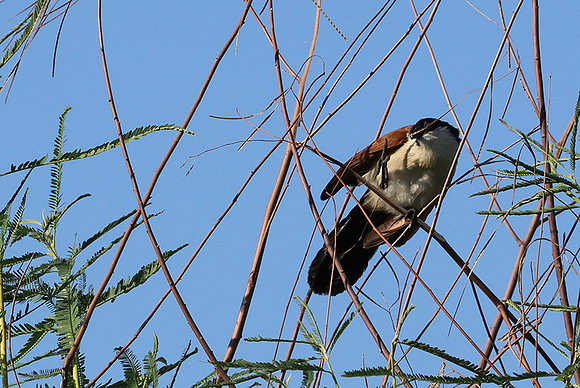 Coppery-tailed coucal - Delta of Okavango