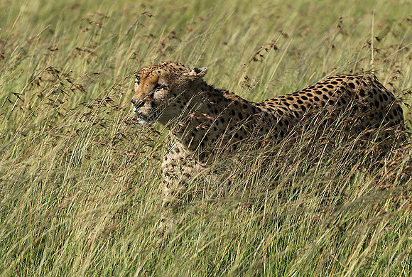 Serengeti - Grumeti Private Reserve