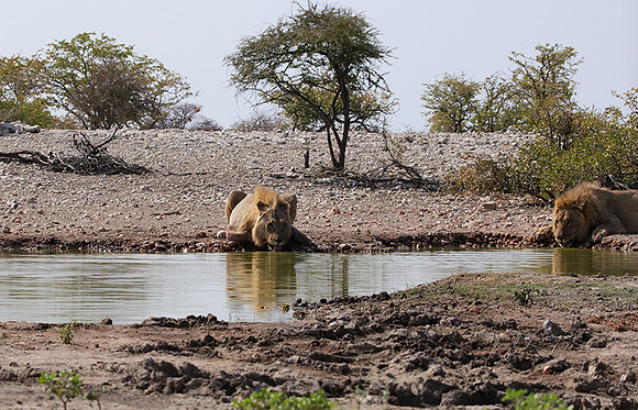 Ongava Private Reserve