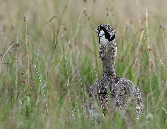 Black-bellied bustard - Borana