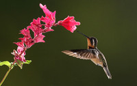Purple-throated mountain gem