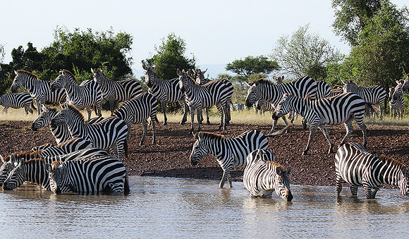 Serengeti - Grumeti Private Reserve