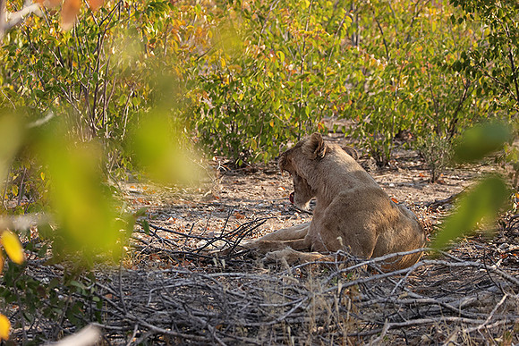 Ongava Private Reserve