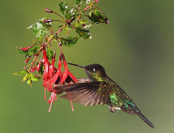 Fiery throated colibri