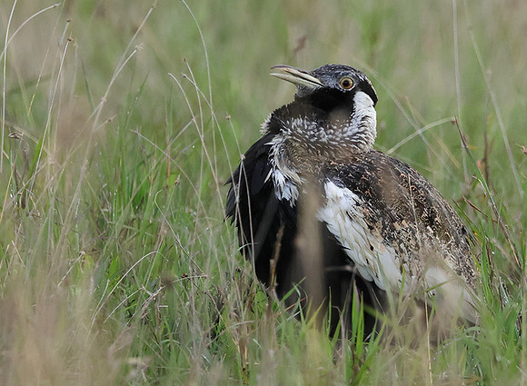 Black-bellied bustard - Borana