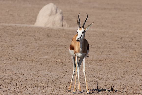 Nxai Pan