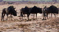Nxai Pan