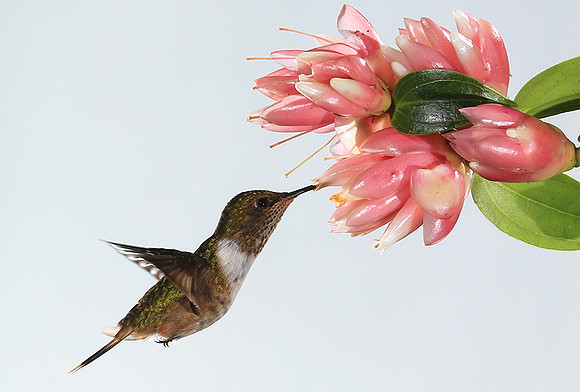 Volcano humming bird