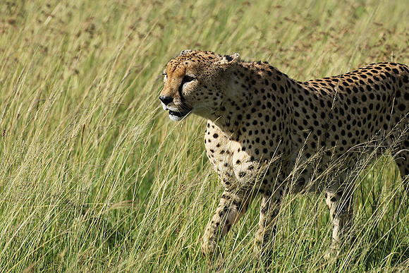 Serengeti - Grumeti Private Reserve
