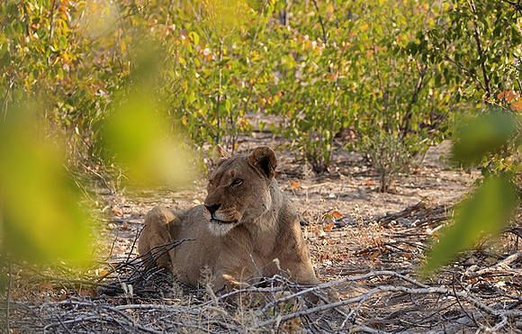 Ongava Private Reserve