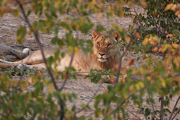 Ongava Private Reserve