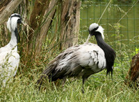 Cranes