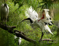 Sacred ibis - Parc animalier de Ste Croix