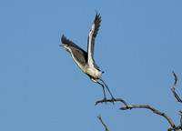 Heron