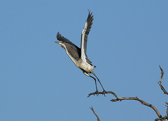 Grey heron - Masaï Mara