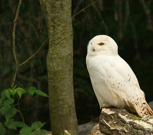 Snowy owl (chouette harfang) - Parc animalier de Ste Croix