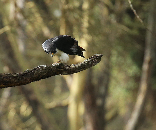 Augur buzzard - Laikipia