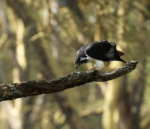 Augur buzzard - Laikipia