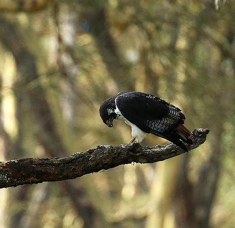 Augur buzzard - Laikipia
