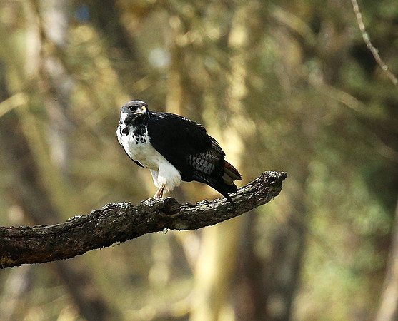 Augur buzzard - Laikipia