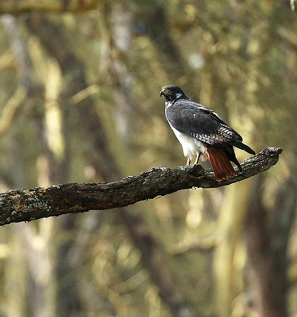 Augur buzzard - Laikipia