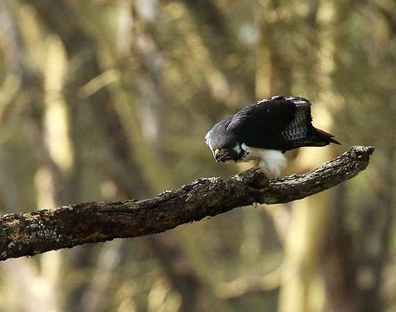 Augur buzzard - Laikipia