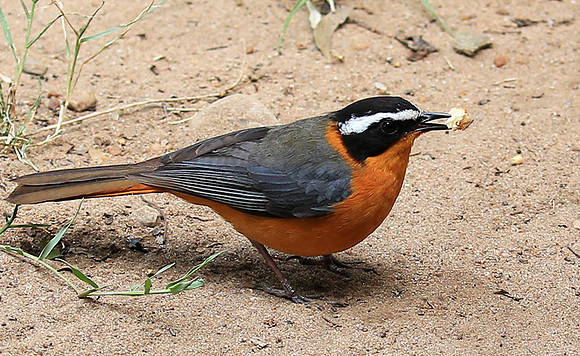 White-browed robin chat