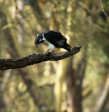 Augur buzzard - Laikipia