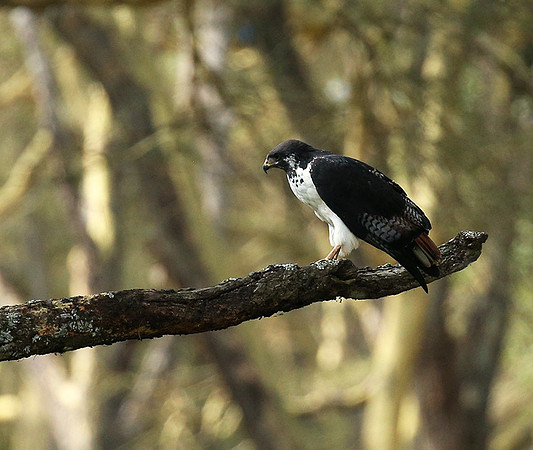 Augur buzzard - Laikipia