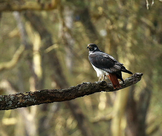Augur buzzard - Laikipia