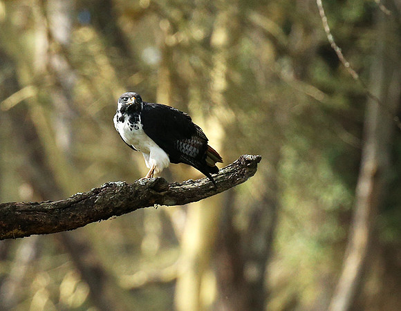 Augur buzzard - Laikipia