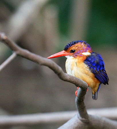 Pygmee kingfisher - Masaï Mara